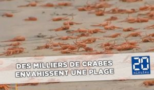 Des crabes rouges envahissent une plage de Californie