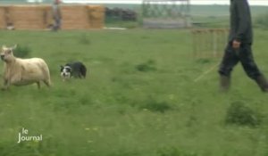 Animaux : Concours national de chiens de berger (Vendée)