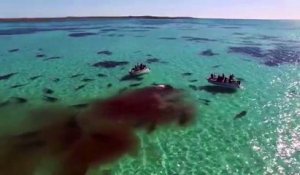 En Australie, un drone filme 70 requins qui dévorent une baleine