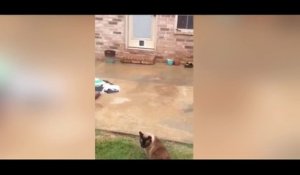 Il installe une chatière sur sa porte d’entrée ! La réaction de son chat est fantastique !