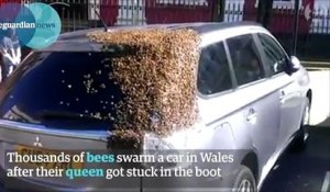La réaction des abeilles qui attendent leur Reine est magnifique et insolite !