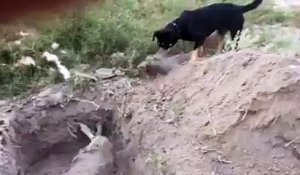 Un chien enterre un autre chien