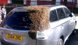 Des milliers d'abeilles s'attaquent à une voiture à la recherche de leur reine prise au piège