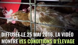 Un nouveau scandale autour des poules pondeuses éclate et cinq enseignes sont pointées du doigt !