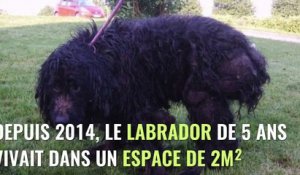 Maltraitance : des policiers trouvent un chien enfermé depuis 2 ans dans 2 mètres carrés !