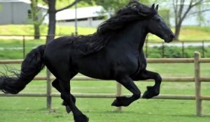 Voici le plus beau cheval du monde