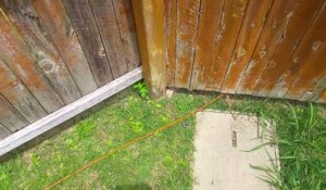 Le câble internet du voisin passe dans son jardin.. Attention à la tondeuse !