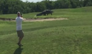 Un énorme alligator fait irruption sur un terrain de golf