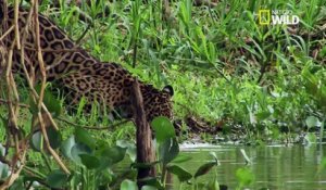 L'incroyable chasse du jaguar