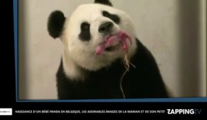 Naissance d'un bébé panda en Belgique, les adorables images de la maman et son petit (Vidéo)