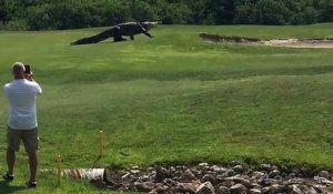 Un alligator géant se promène tranquillement sur un terrain de golf en Floride