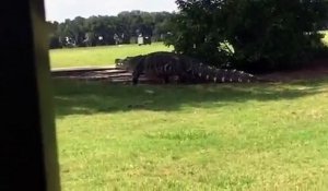 Golf : l'immense alligator se promène à nouveau sur le green