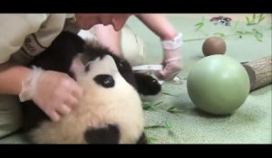 Quand bébé Panda ne veut pas lâcher son jouet, voilà ce que ça donne !
