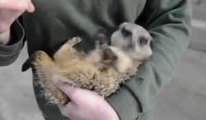 Ce suricate adore les chatouilles sur le ventre... Réaction hilarante