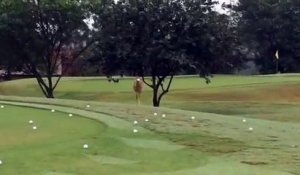 Un oiseau fait rebondir une balle de golf