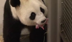 Ce bébé Panda de 140 grammes né en Belgique en Zoo !!