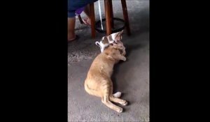 Mini chien pervers s'attaque à un gros chat