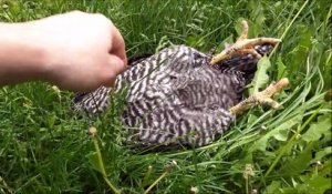 Cette poule dort la tête à l'envers dans l'herbe ahaha