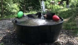 Un ours brun s'amuse comme un enfant en prenant un bain
