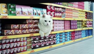 Quand les chats font les courses au supermarché... WTF ?!