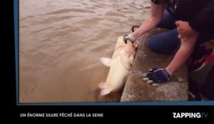Crue à Paris : Un énorme silure de 25 kilos pêché dans la Seine (Vidéo)