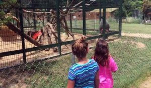 Elles provoquent un singe enfermé dans sa cage, mais la réplique de l'animal les rend malheureuses !