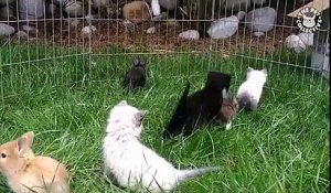 Des chatons et des lapins jouent dans l'herbe