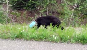 Un ours la tête coincée dans une boite de conserve sauvé par des biologistes