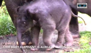 Le bain d'un bébé Elephant au milieu des siens.. Trop mignon