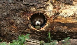 Pandas roux, loutres et cervidés en "colocation" au zoo de Mulhouse