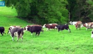Des vaches ont été sauvées et profitent de leur nouveau pré