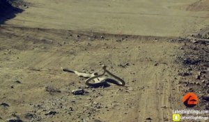 2 serpents mambas noirs se battent en plein milieu de la route ! Combat impressionnant