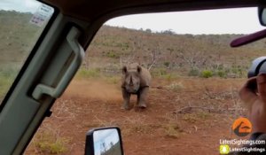 Grosse charge d'un Rhinocéros sur une voiture dans le parc Krueger en Afrique du sud