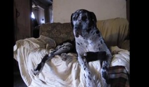 Ce chat s'invite chez un homme et effraye un gros chien lol