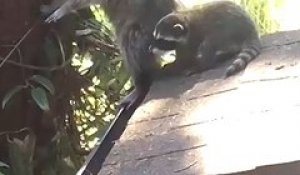Une maman raton-laveur apprend à son bébé à grimper aux arbres