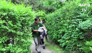 Zoo: premier examen pour le bébé caracal du Jardin des Plantes