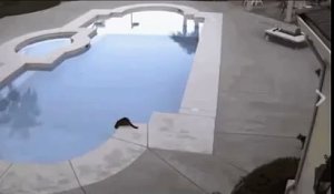 Quand un chat décide de faire baigner un autre chat dans la piscine. À mourir de rire !