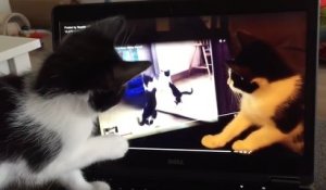 Confus, un chat se regarde en train de jouer dans une vidéo dans laquelle il s'attaque lui-même !