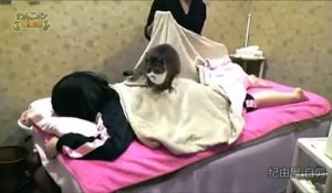 Au Japon, vous pouvez désormais vous faire masser par des chats