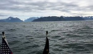 Un homme filme des oiseaux au-dessus de la mer, ce qui en sort est incroyable