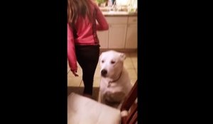 Une maîtresse filme le rituel du soir qu’elle partage avec son chien !