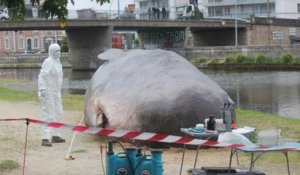 Un cachalot échoué sur un quai à Rennes
