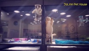 Adorable : ce chaton s'échappe pour jouer avec un chiot