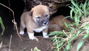 Naissance exceptionnelle de 5 bébés "Dingo" dans un Zoo Australien
