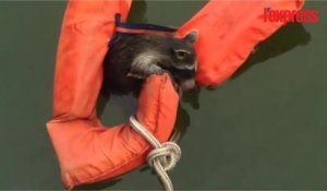 Un raton laveur sauvé de la noyade grâce à un gilet de sauvetage