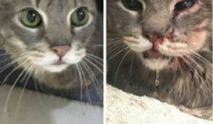 Nino, le chat maltraité qui a reçu 23 000€ de dons des internautes