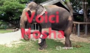 En Thaïlande, Mosha l'éléphante amputée reçoit une immense prothèse
