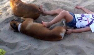 Embeter son chien sur la plage : mauvaise idée