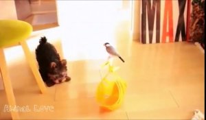Un yorkshire terrier devient ami avec un oiseau
