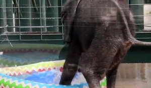Cet éléphanteau découvre les joies du bain en plein été - Adorable